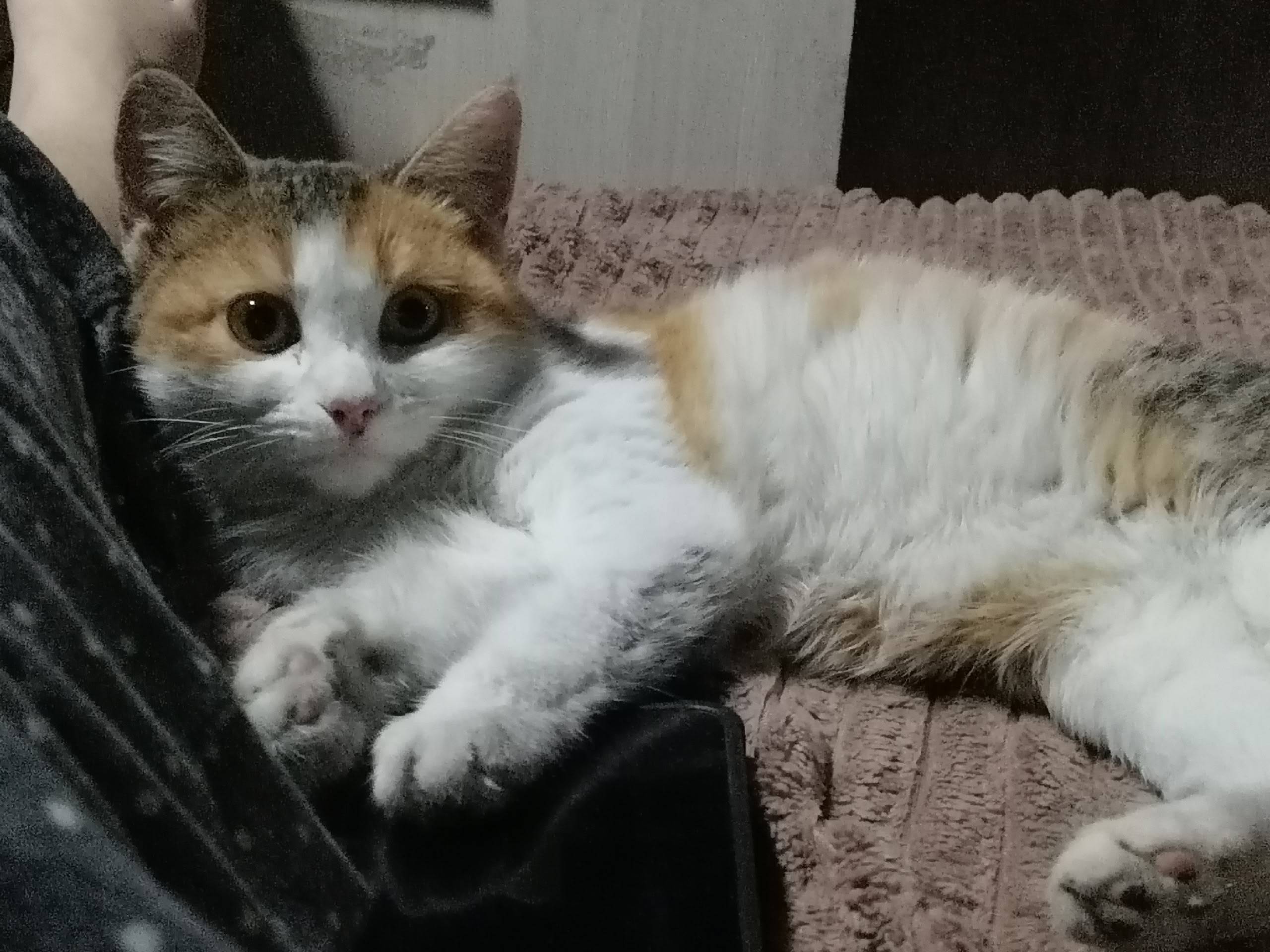 Пропала домашняя трехцветная к...