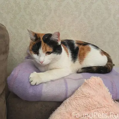 Надеюсь что это потеряшка! При...