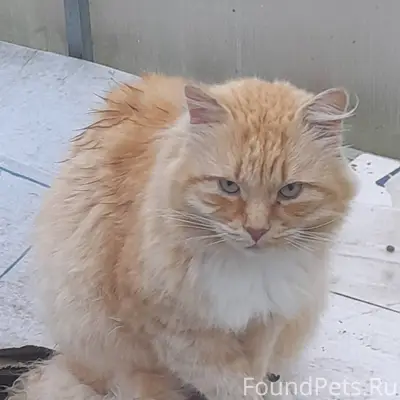 ПРОПАЛ ВАСЬКА!!! ДОРОГИЕ ОДНОС...