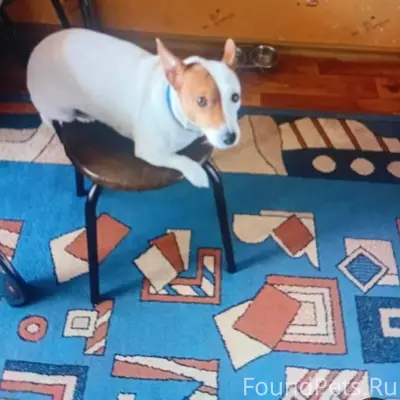 Ольга: Пропала собака, породы ...