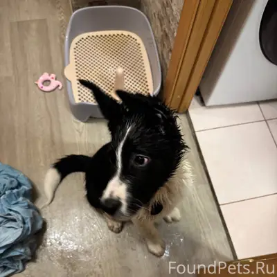 Найден щенок бордер колли, беж...