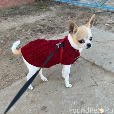 Пропала собака в районе вет.бо...