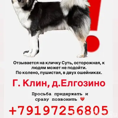 Потерялась собака! Посмотрите,...