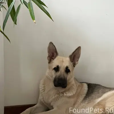 ‼️ПОТЕРЯЛАСЬ СОБАКА В ЛЕСУ‼️ Л...