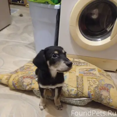 Найден щенок на Карла Маркса 2...
