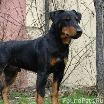 Убежала собака, вчера в районе...