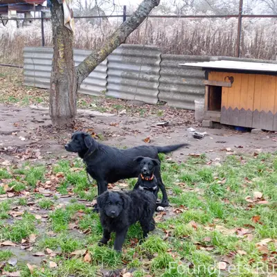 Пропали три собаки на снт стро...