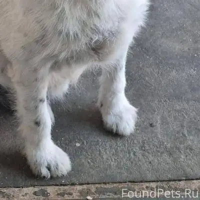 Пропала собака. Лабинск 27.12....