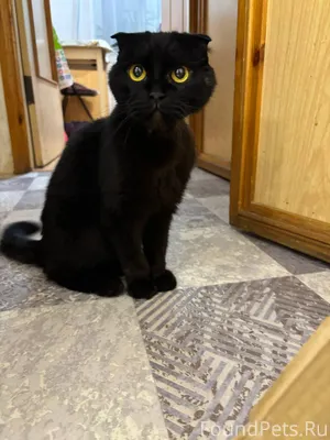 Найдена шотландская вислоухая ...