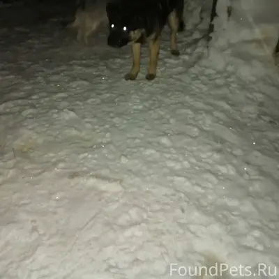 Найден пес,кобель в увельском ...
