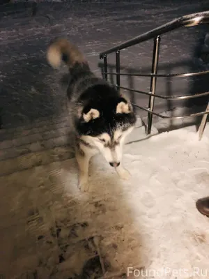 Луховка восточный молодой кобе...