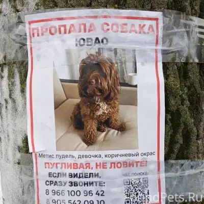 Внимание!!! В Москве пропала с...