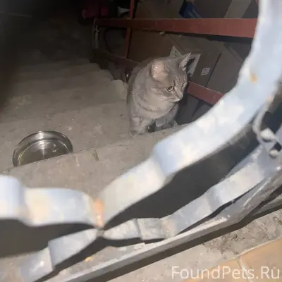 Найден серый кот 1 годик ДОМАШ...