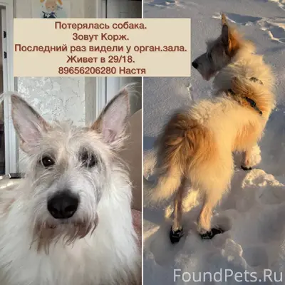 Потерялся пес в районе органно...