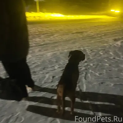 Ходит собака в районе Азина 90...