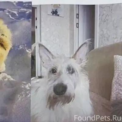 ПОТЕРЯЛАСЬ СОБАКА!!! ОЧЕНЬ БОИ...