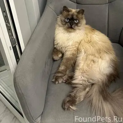 Пропал кот Лео! Помогите, пожа...