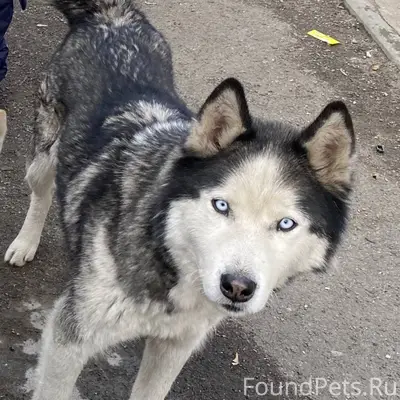 Убежала собака, порода Хаски (...
