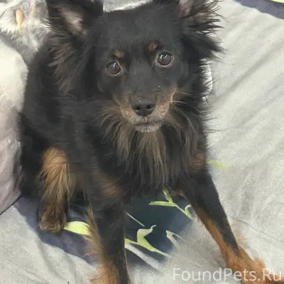 ВНИМАНИЕ! ПРОПАЛА СОБАКА! Его ...