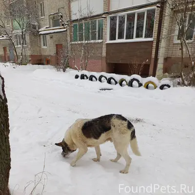 Город Павлово, ул. Тельмана. П...
