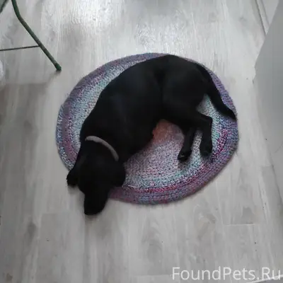 Найдена собака, с ошейником. Т...