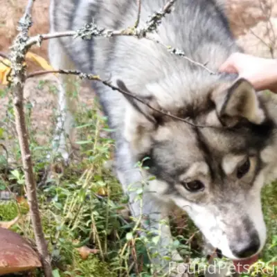 25 декабря на ул. Коммунистиче...