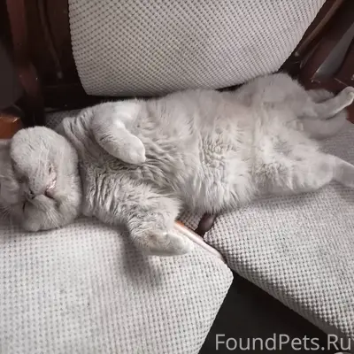 Пропал серый взрослый крупный ...