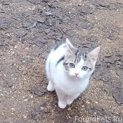 Пропал котенок девочка 26.12. ...