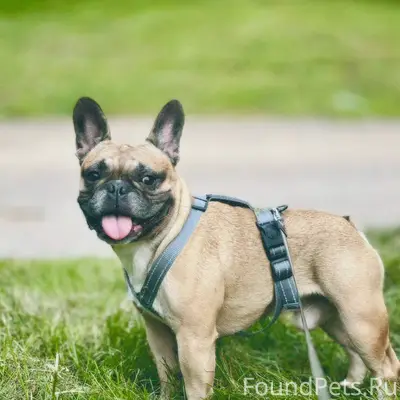 Потерялась собака, французский...