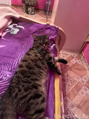 Пропала кошка, район Ленина 16...