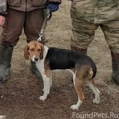‼️‼️Пропала собака. Эстонская ...
