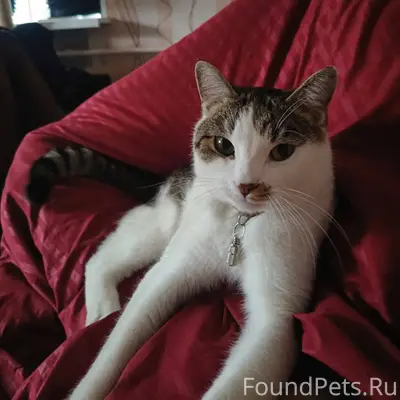 Пропал кот 27 декабря на улице...