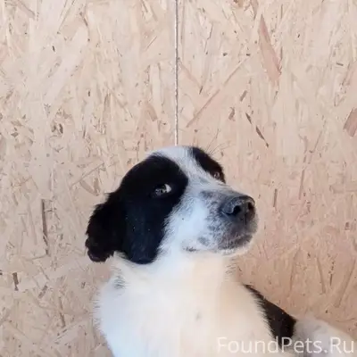 Помогите найти собаку ‼️ Пропа...