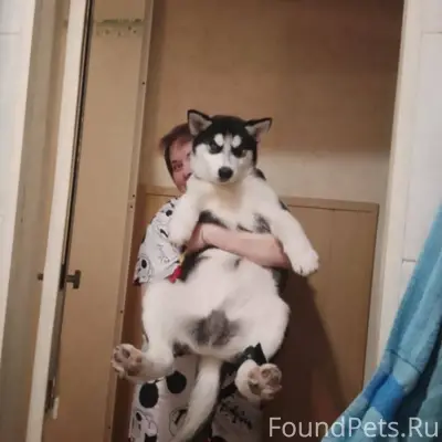 Пропала собака прошу пожалуйст...