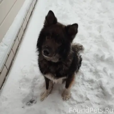 Здравствуйте, чья собака трети...