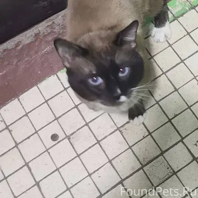 МО, Ступино. Найден кот сиамск...
