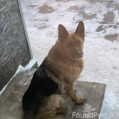 Срочно!Потерялась собака.Немец...