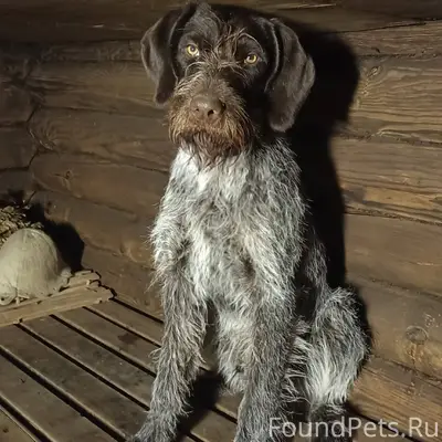 Пропала собака, если кто-то ви...