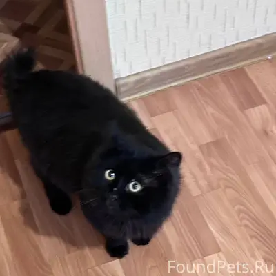 Найден кот! 28.12.25 на...