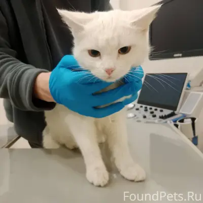 Добрый день... У нас видимо эт...