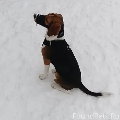 28 декабря около 21:30 убежала...