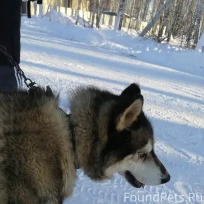 Нашлась собака в Лесном-1, бег...