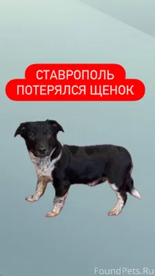 🆘СТАВРОПОЛЬ🆘 🚨 ПРОПАЛ ЩЕНОК Се...