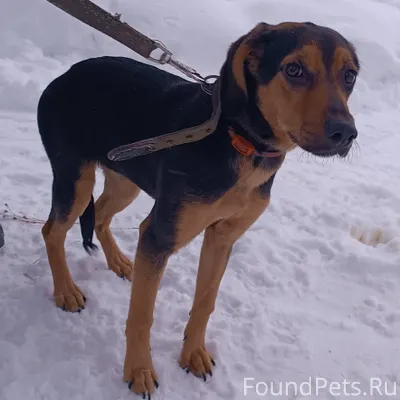 ВНИМАНИЕ ‼️Найдена собака‼️ В ...