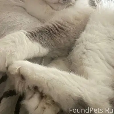 Пропал кот Миша по адресу: Рыб...