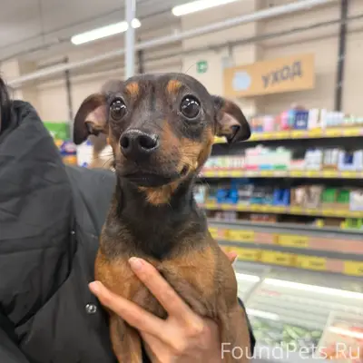 Опубликуйте, пожалуйста! В Чиж...