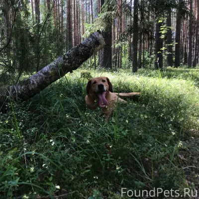 Пропал пёс в районе родника у....
