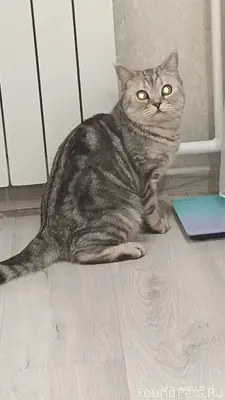 Найден кот в подъезде Панорамн...