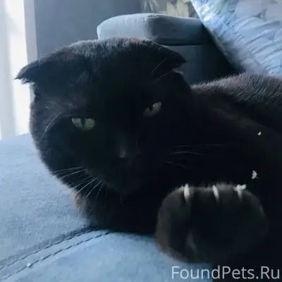 ❗Пропал кот в районе горки, зо...