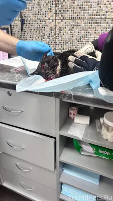 На печатной был найден кот .ег...